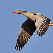 Greylag Goose  "Anser anser"